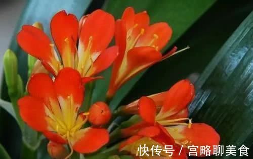 养花|什么腐叶土都不如“这种土”,它才是养花的“万能土”,养啥都旺盛