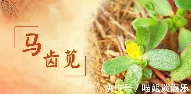 抗菌|救命的马齿苋,99的人不知道的作用再不吃就晚了