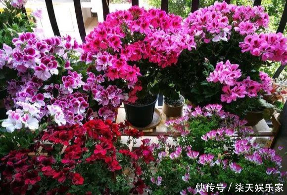 秋季|3种枝条泡水里,10天长根,一次开花100朵,水培成活率更高!