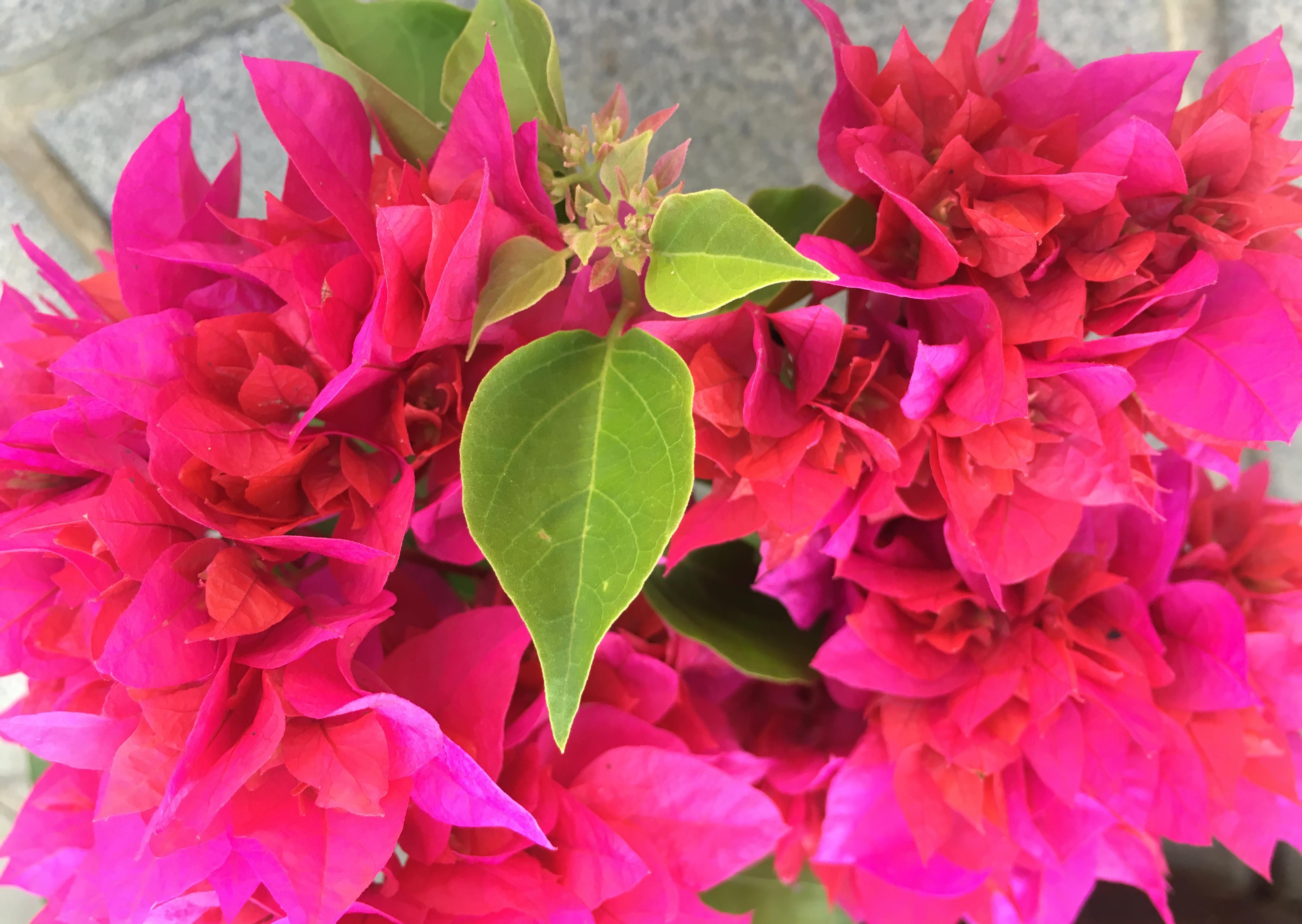 养花试试这几款，姹紫嫣红竞相盛开，那画面太美