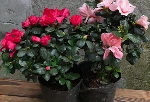 5种花很漂亮,但是不好养,冬天购买需要谨慎