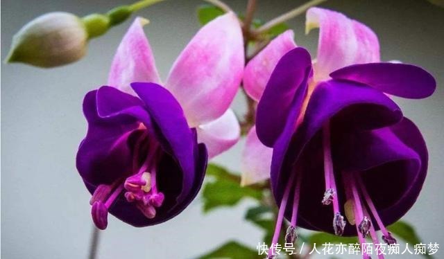 养花就养这几款,全年开花不停,芳香四溢,养在家中香飘满屋