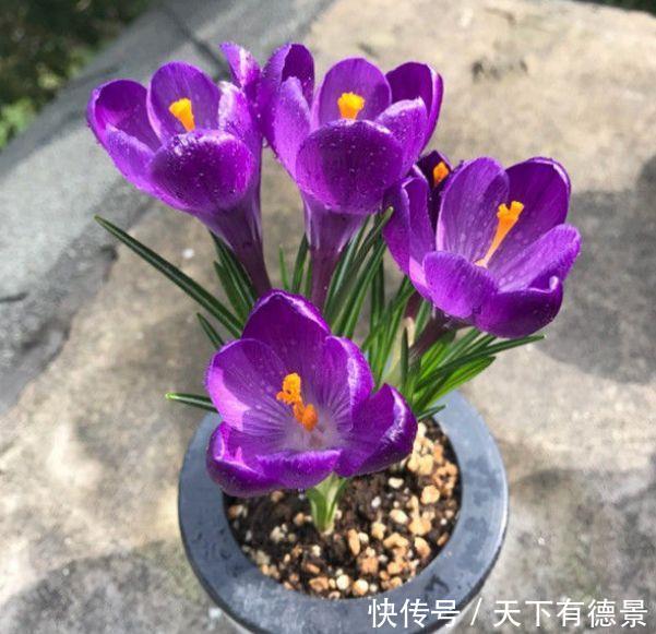 几款花卉好养易爆盆,花朵硕大迷人,还能散发阵阵花香