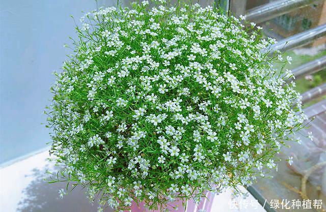满天星,既是鲜切花,又是插花素材,种植易上手,容易开花爆盆