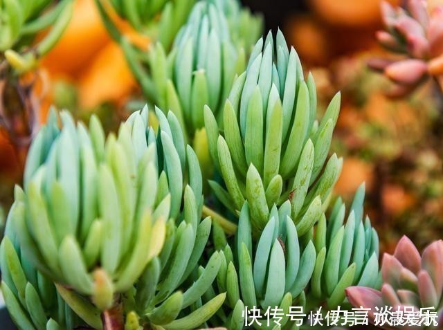 长势|根系好的多肉,平时有这3种表现,及时培养快速长成老桩