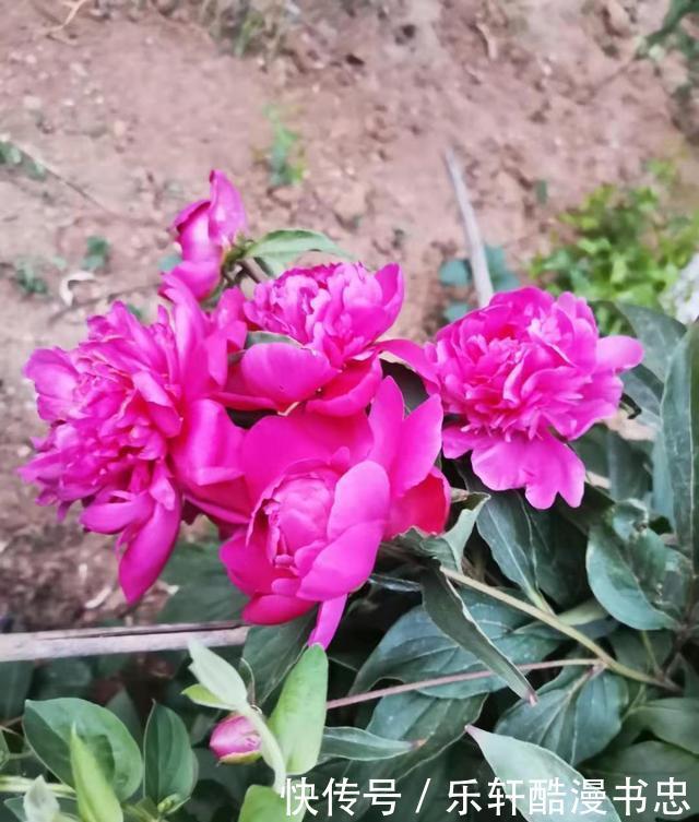 图片|漂亮的花卉图片欣赏