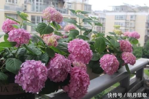 3种花“超好养”，不怕冷、不怕热，开花漂亮花期长！