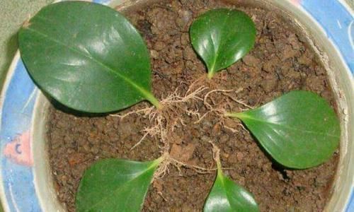 夏天|夏天8种花不用买，掐个叶子就能插活，让你的阳台变花园