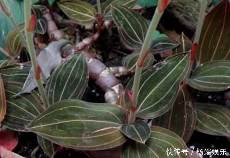 农村长着与金线莲相似的杂草,价值珍贵数量稀少价值不多