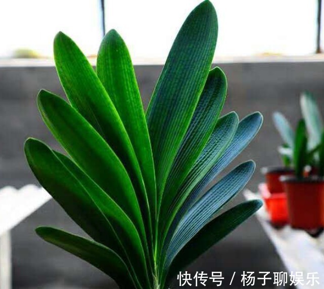 花友|想养君子兰，选对入手时间，直接生长，不用缓苗！