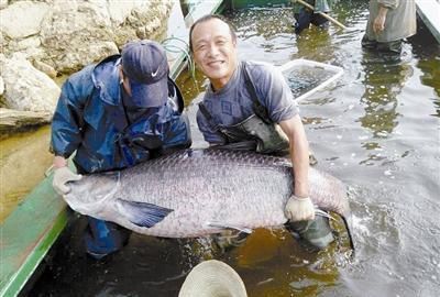 青鱼的“悲哀”：衔着宝石的明星鱼，却因野蛮生长而沦为“废柴”