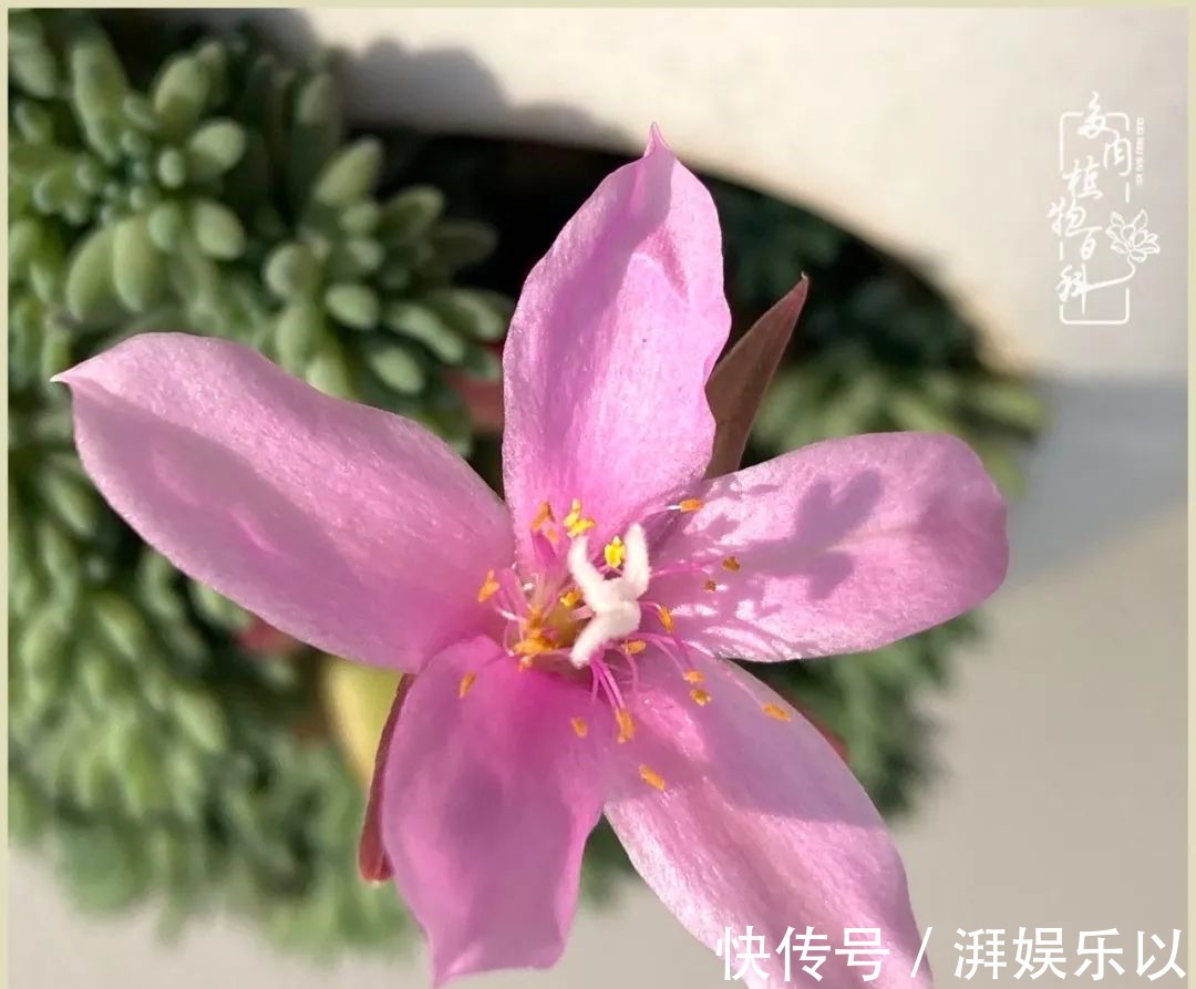 遇见即美,花事未荼蘼!种一桌子多肉,看花开花落!