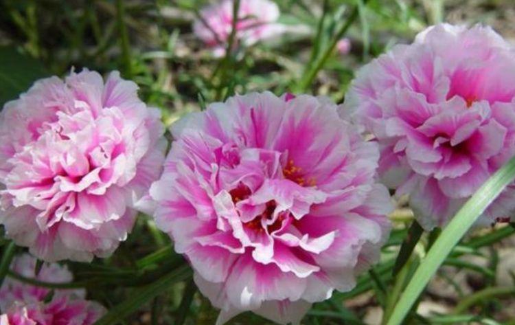 美色|适合在庭院养护的花卉,耐寒易打理,花美色艳