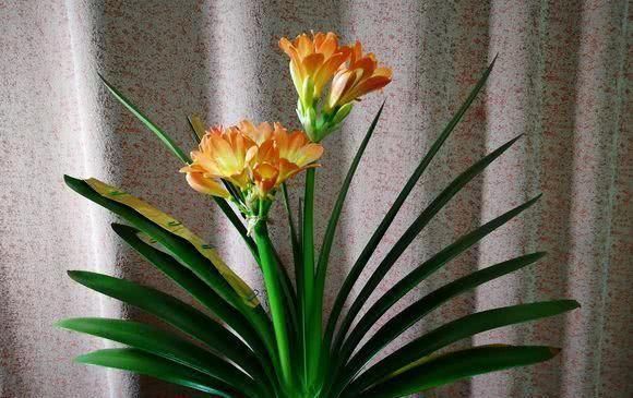 君子兰浇水10大注意事项,全做好了,你的君子兰想不开花都难