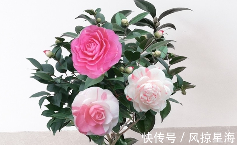 土壤|三种花虽然漂亮好看,但价格高不好养,新手还是放弃吧