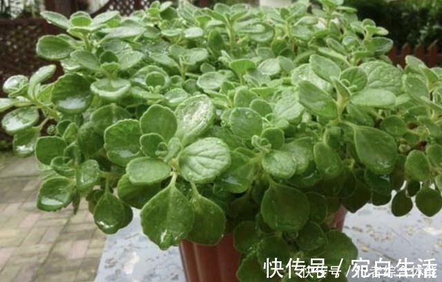 植株|香水不用买,“1种花”放客厅,一年四季“有芳香”,阳台也能养!