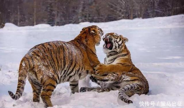 星际|推荐一篇超萌的星际耽美小说,攻受互动太萌,不知不觉全程姨母笑