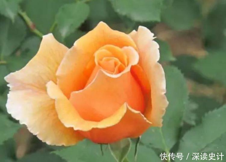 香槟玫瑰|家中养花选此4种,花大色艳,全年可开花,好养易活