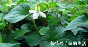 冬瓜|男人若想前列腺好,天天吃点“它”,不需要多久,炎症自然消