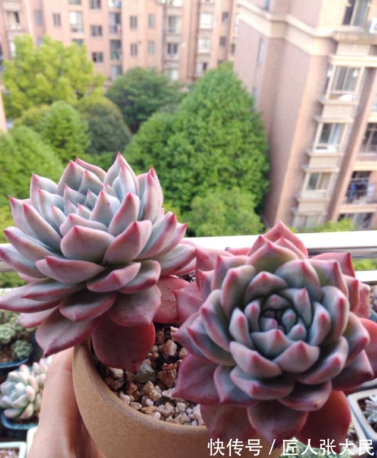 钱串子|19种多肉,花市买来像白捡,离流行趋势更近了