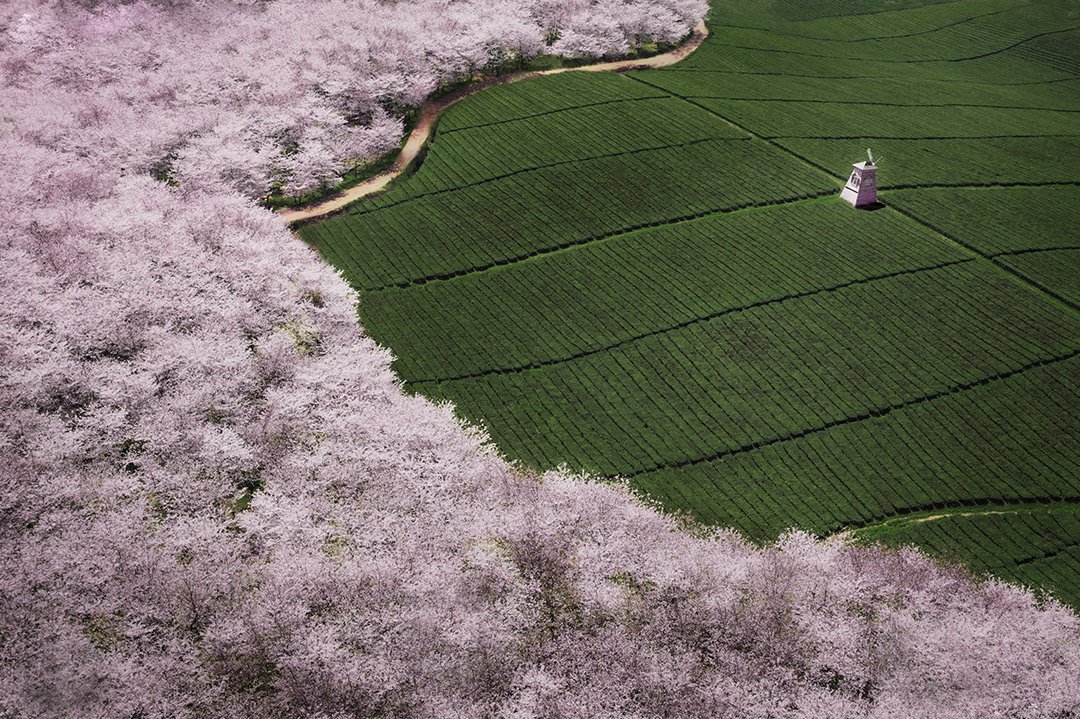 平坝樱花海，惊艳又浪漫