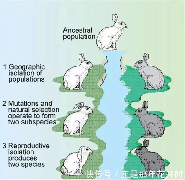 在植食性动物基础上，地球进化出肉食性动物的意义是什么？