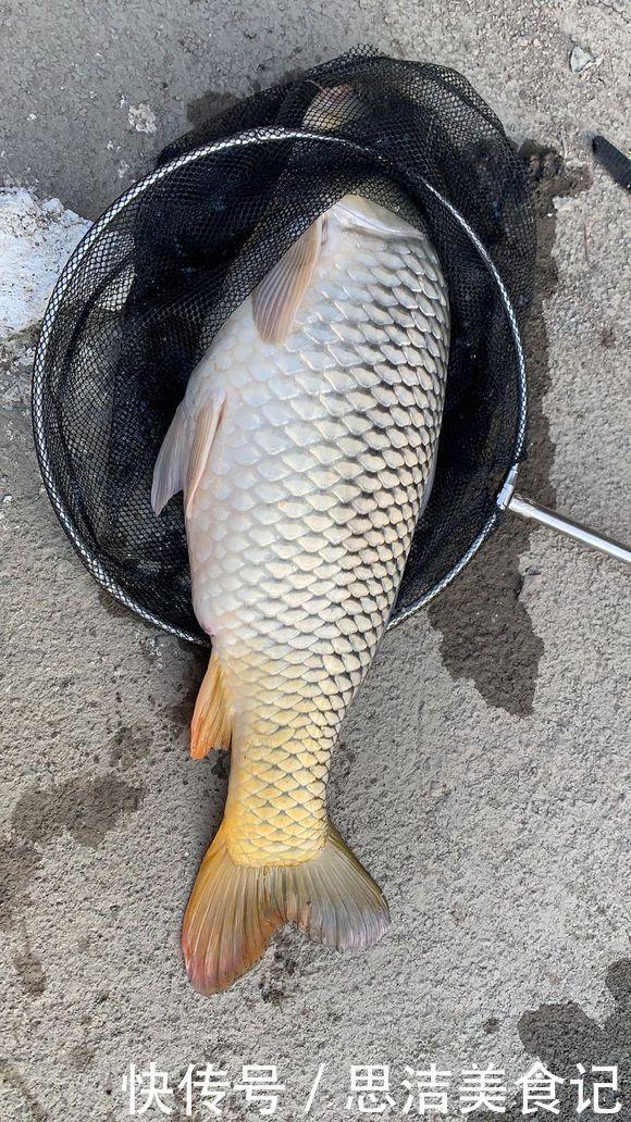 其实大鱼并不喜欢香,臭才是野钓王道,用好大钩粗线伺候