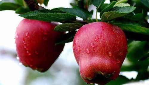 补血|每天晚上坚持吃3种食物，补血益气，降压减脂，好吃也不贵！