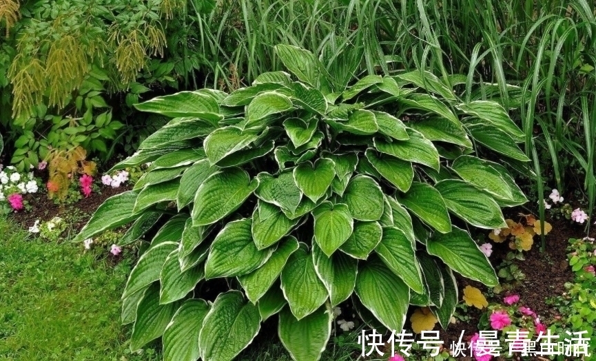 化痰止咳|咳嗽久咳不愈?用此草泡水喝,坚持5天,化痰止咳,喉咙不疼了