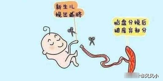 自主神经|“剪”脐带的一瞬间，到底是妈妈疼还是宝宝疼？看完你就知道了