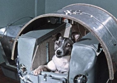 外太空 50年前被送去太空的猩猩,回地面后怎么样了?现状太出乎意料