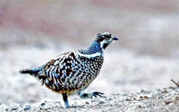 中国人说“天上龙肉,地下驴肉”,龙肉是什么原来是罕见的它