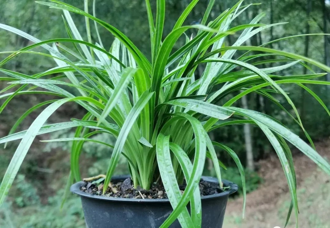 学会使用兰菌，兰花成活率倍增，无论春兰或蕙兰，新手兰友也能懂