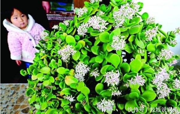 随便折腾,一个月不浇水都死不了的四种盆栽植物!