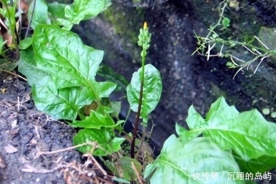 鱼腥草|农村3种野菜,营养又美味,现在很难找到了,你们吃过几种?
