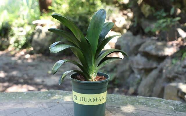 君子兰害怕五件事,新手经常犯,做不好,难怪越养越糟糕