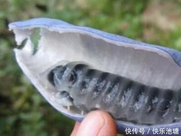 图片来源网络|这种野果在农村看到都没人摘,营养极高在城里一斤能卖30元