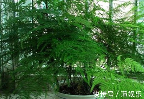 浇水|文竹这么养护,一年四季绿油油,不再黄叶、烂根,不停冒新芽