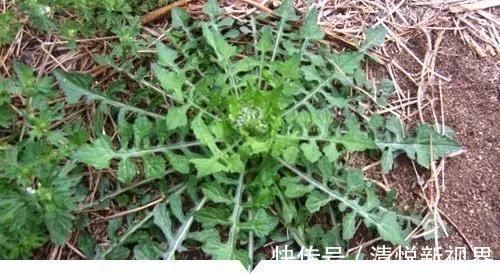 禾本科|小时候常见却叫不出名字的植物,太全了