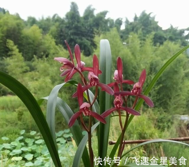 花色|别养牡丹茶花了,此兰一年能开四五次,花姿优美,开花就能香满屋!