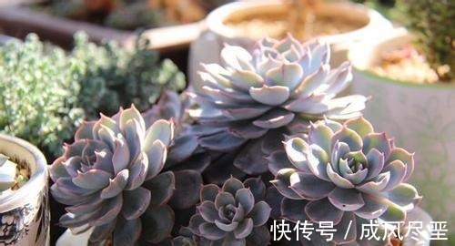 6种大型多肉植物,颜值高好养护,阳台种一盆,大气上档次!