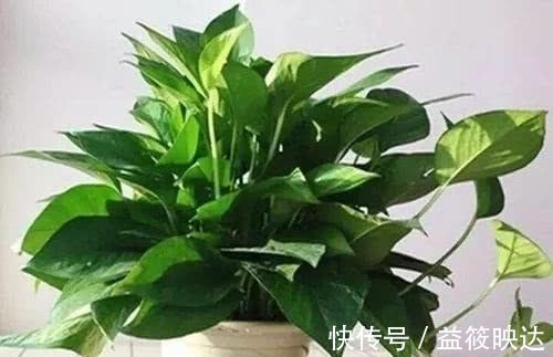 花盆|养花不会换盆永远等不到植物开花,养一盆“死”一盆