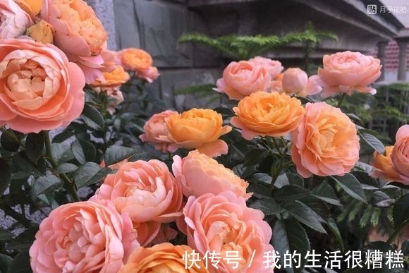 新买的月季小苗,4个关键处理好,根壮苗旺,卯足劲开花