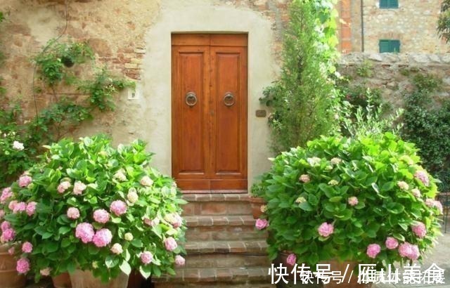 花卉|养花“嫌”住房没阳光,这4种花卉,适合阴凉处养护,同样能开花!