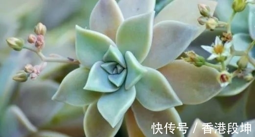 宝石花|这一种“高颜值”多肉植物，大部分人用来当盆栽种，其实是上好药