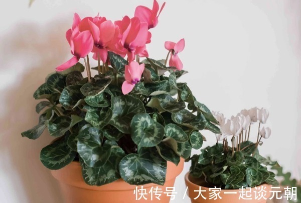 茉莉花|室内盆栽这3样花,空气香喷喷,还不用担心冷热气候造成伤亡