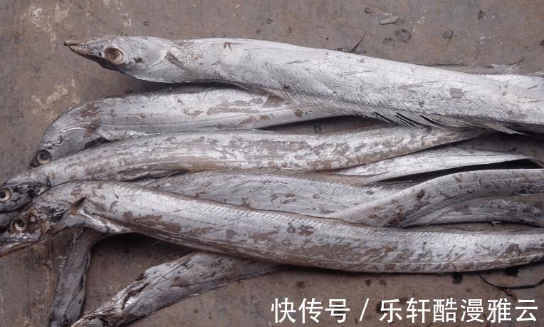 银粉|买带鱼别只看价格，学会3个挑选技巧，买到好带鱼，煎炸都好吃