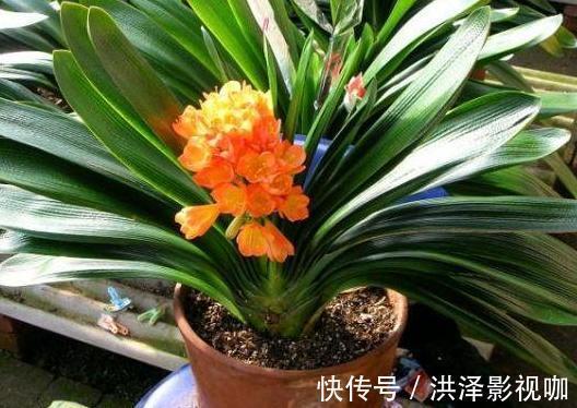 养君子兰、长寿花、蟹爪兰,不开花怎么办别怕,学它就对了