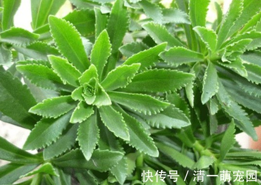 养心菜|曾被当野菜吃,钙含量堪比钙片,如今种植亩产超万元,见到别错过