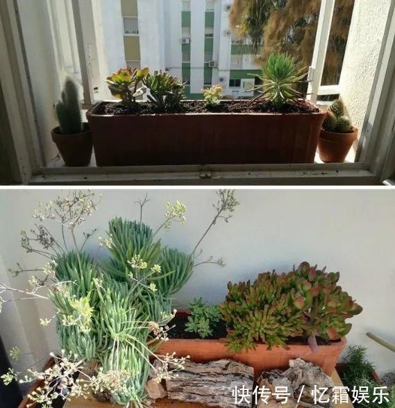 快枯死的绿植在大神手下起死回生,对比图超治愈又励志哇
